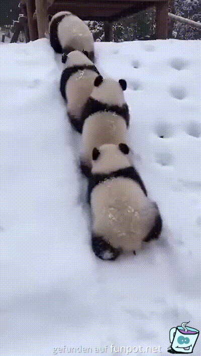 Lustige Pandas