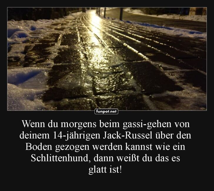 Schlittenhunde-Training mit Jack-Russel