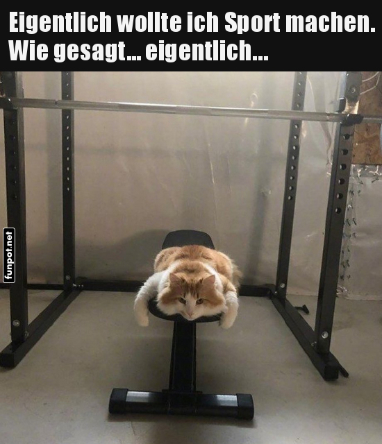 Katzen-Fitness: Pl�ne voller Flausch