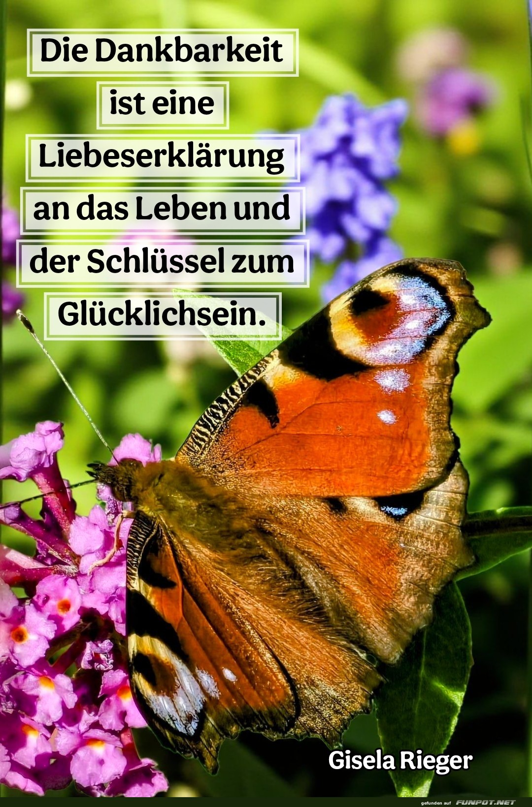 die dankbarkeit ist eine