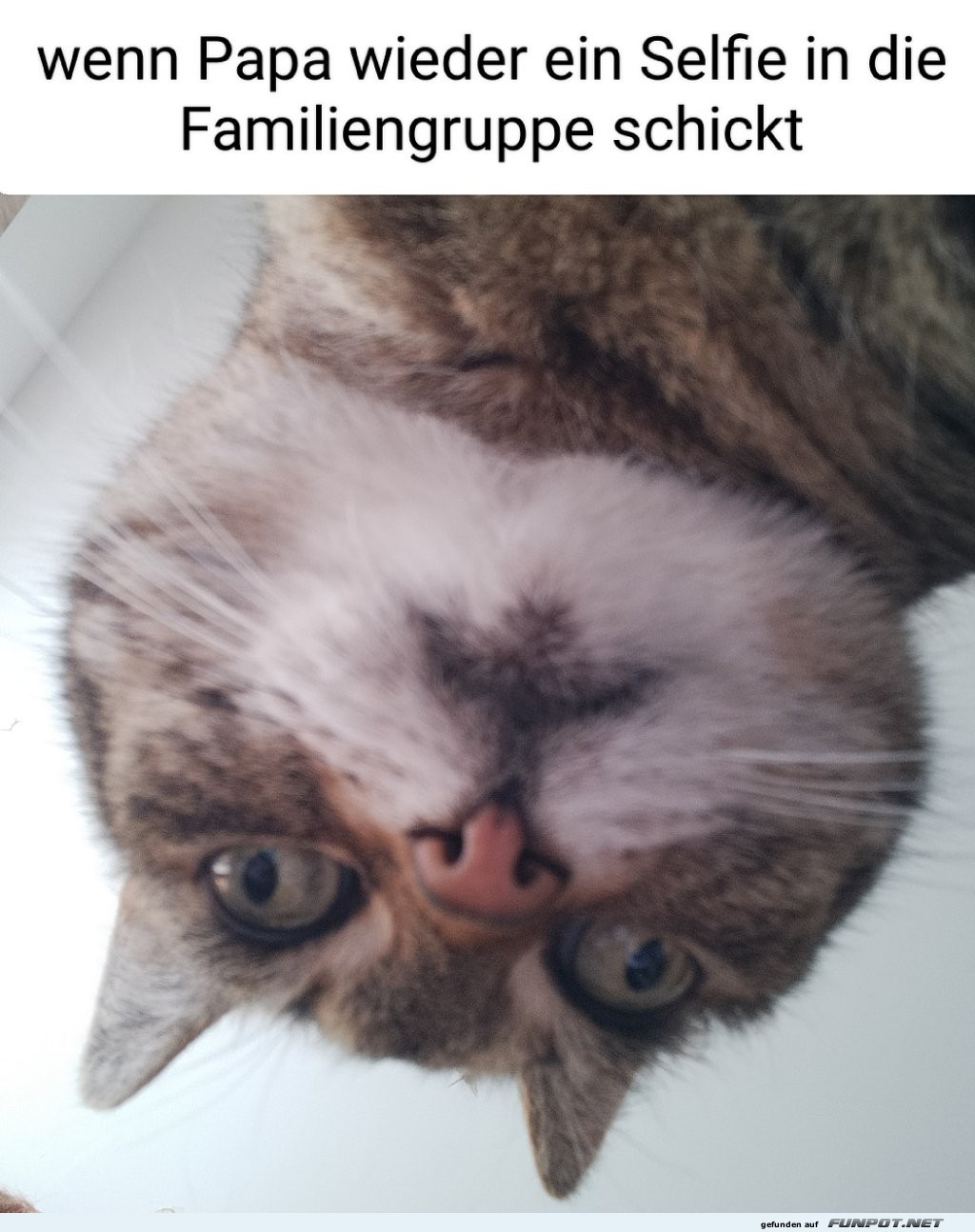 Wenn Katzen Selfies machen