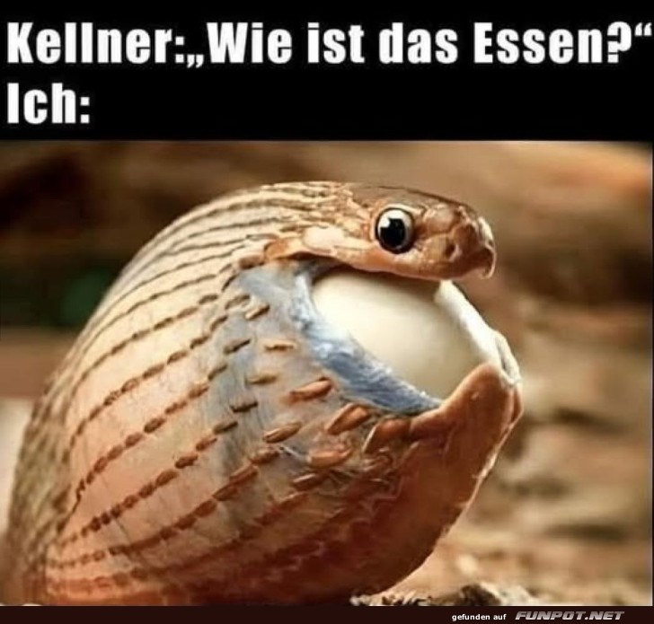 Armadillo der Ehrlichkeit beim Essen