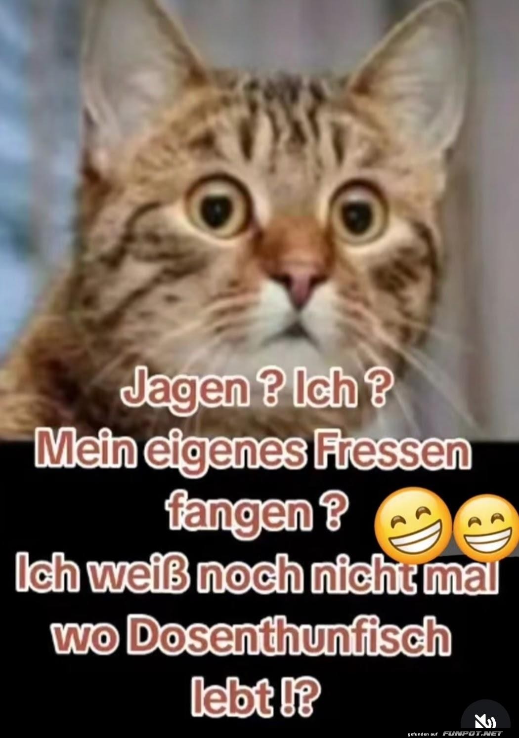 Katzenproblem: Wo wohnt der Dosenthunfisch?