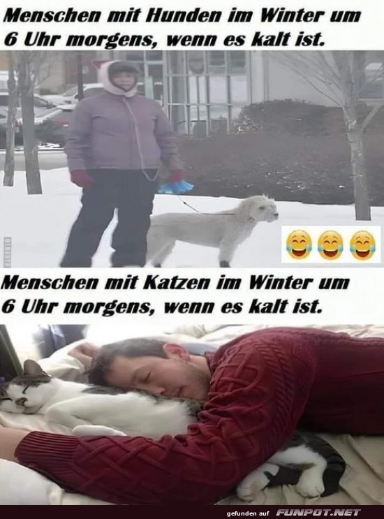 Fr�he Morgenpflichten: Hund vs. Katze
