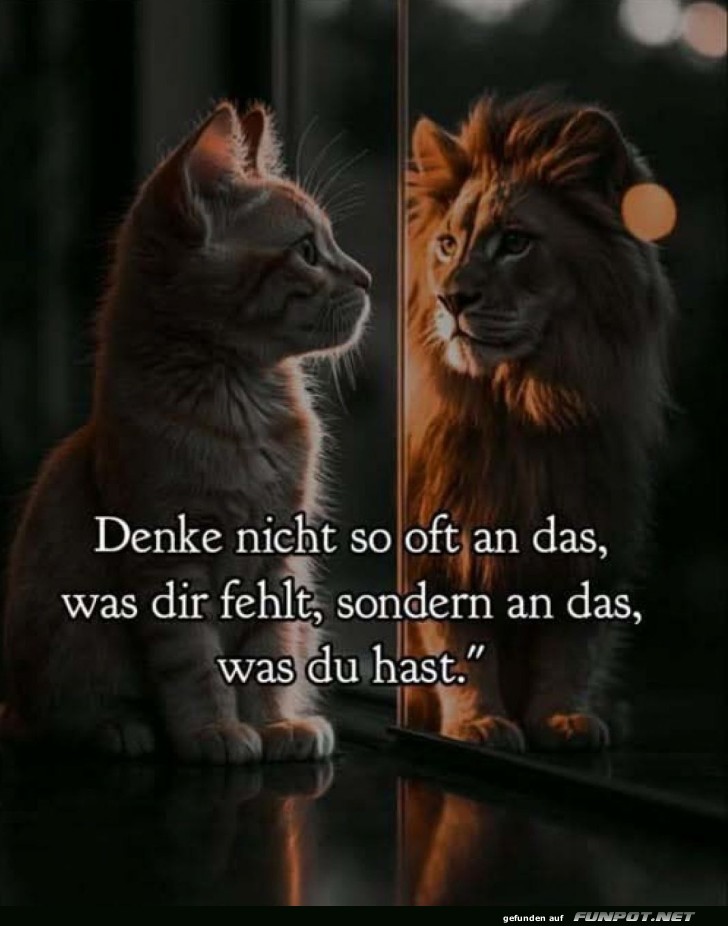 Katzenweisheit: Spiegelblick der L�wenklasse
