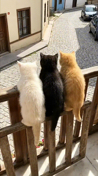 Drei Katzen vom Balkon