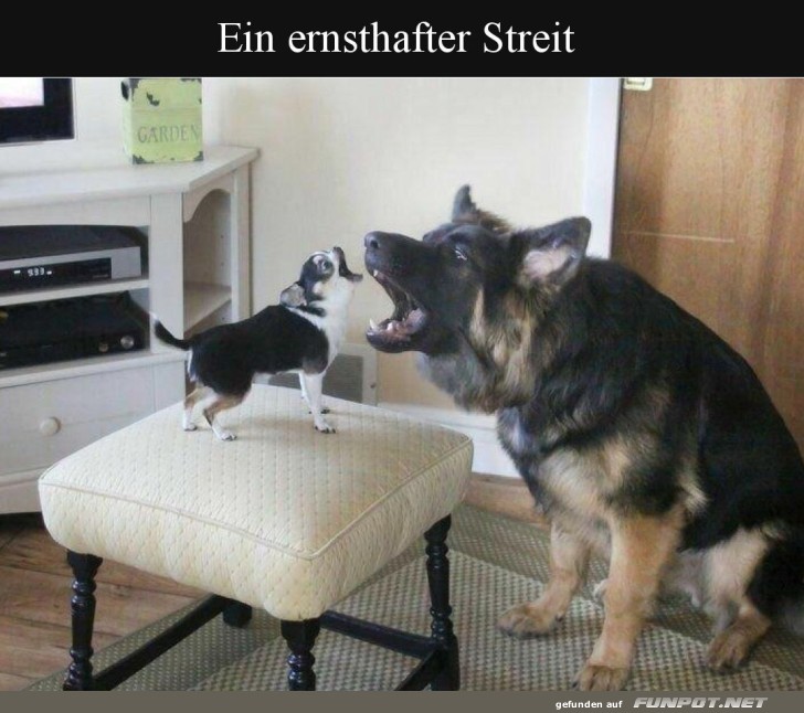 Gro� gegen Klein: Das Duell der Stubenhocker