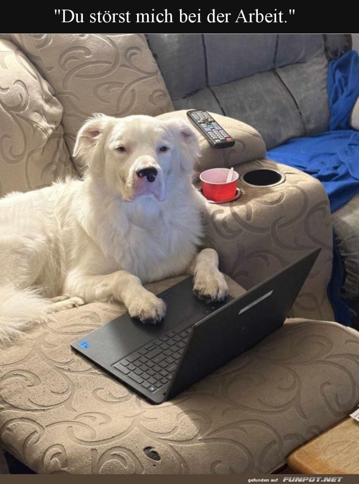 Home Office auf vier Pfoten