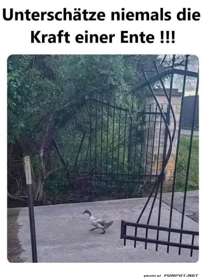 Entenpower: Der unsichtbare Hulk!