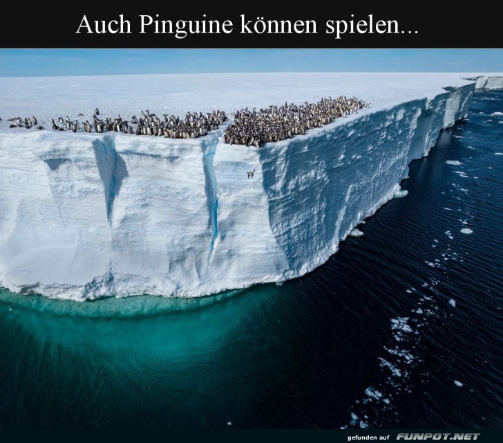 Pinguin-Picknick auf dem Eisgrat
