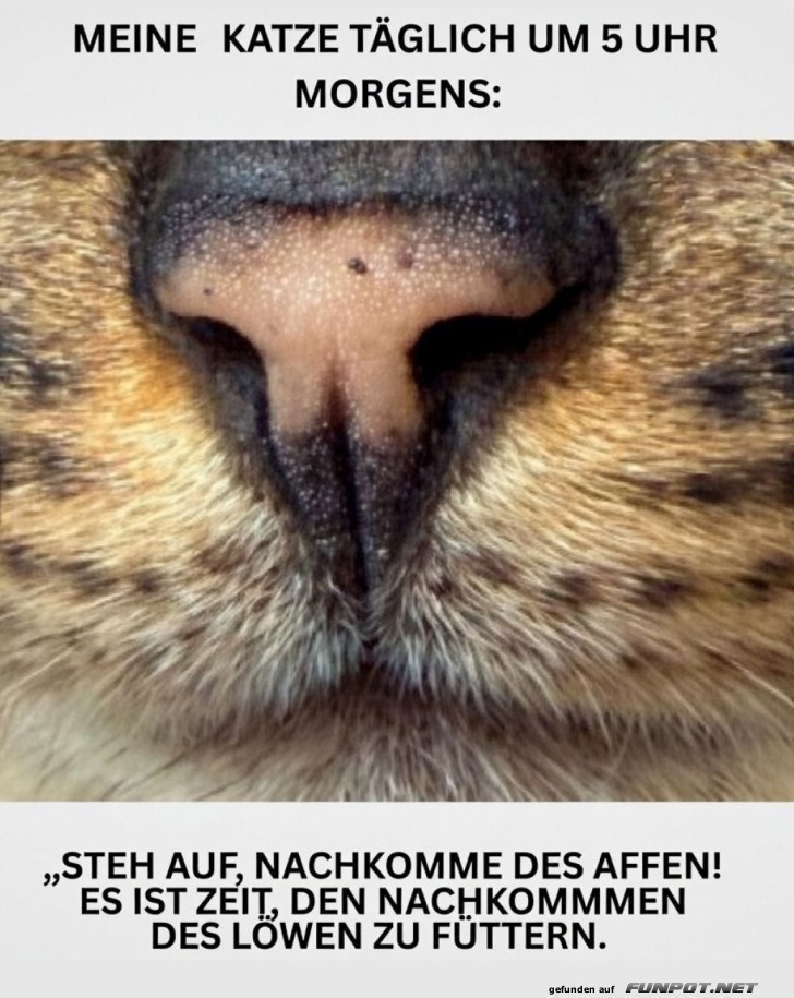 Morgendliches L�wenritual meiner Katze