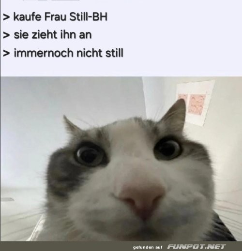 Katzenlogik und der 'Stille' BH
