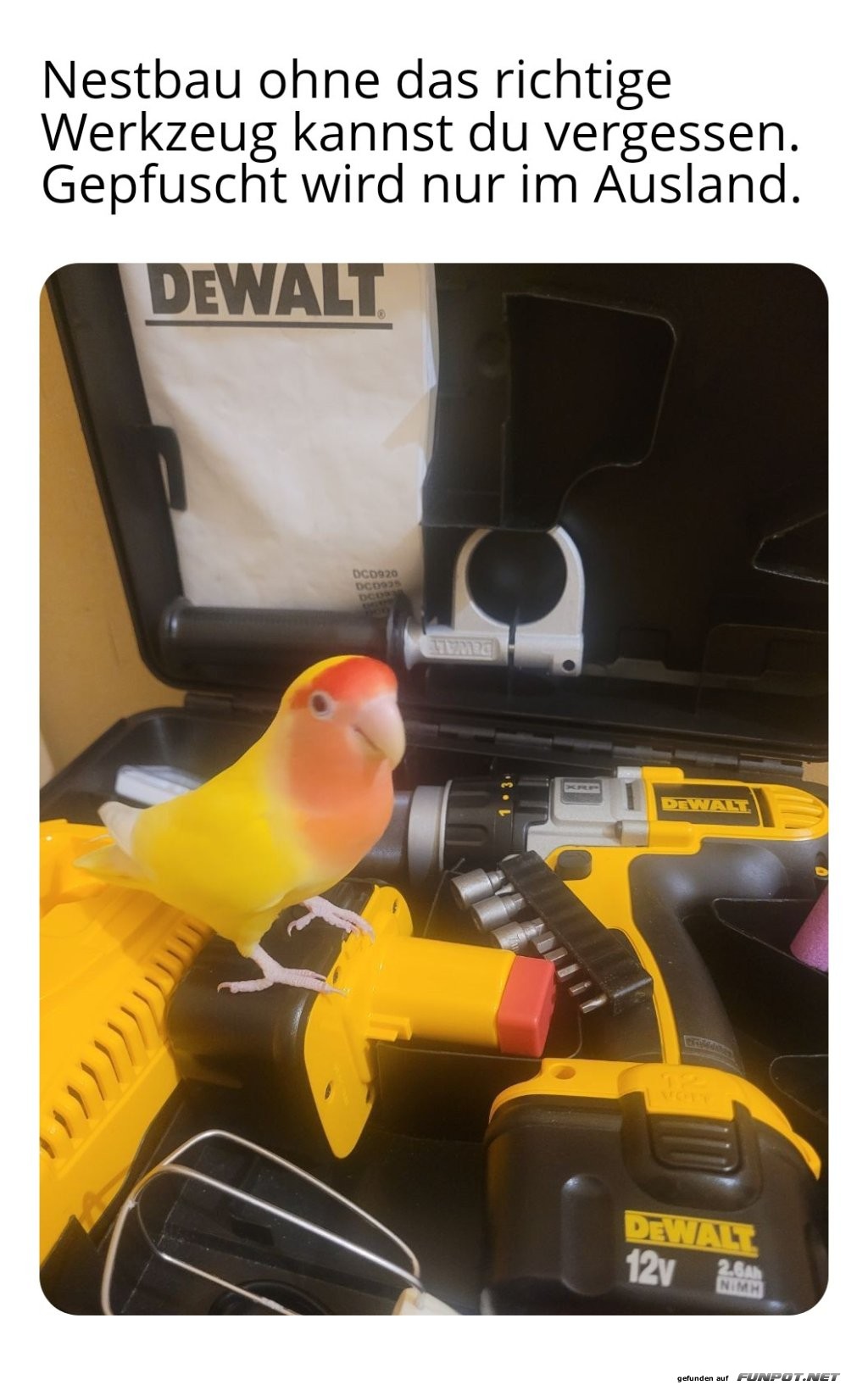 Heimwerkerk�nig Papagei am Werk!