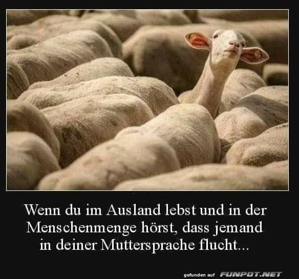 Schaf mit Ohren auf Empfang