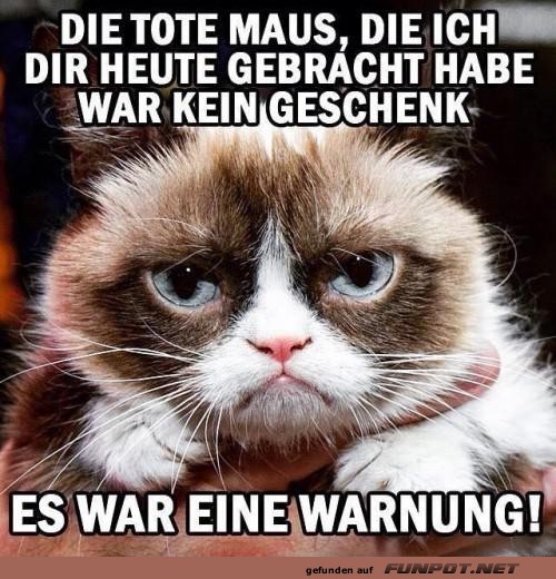 Katzenpolitik: Eine ernste Warnung!
