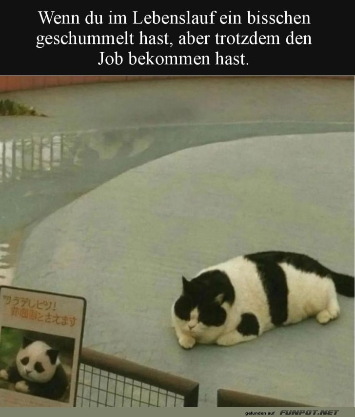 Wenn Katzen im Panda-Gehege arbeiten