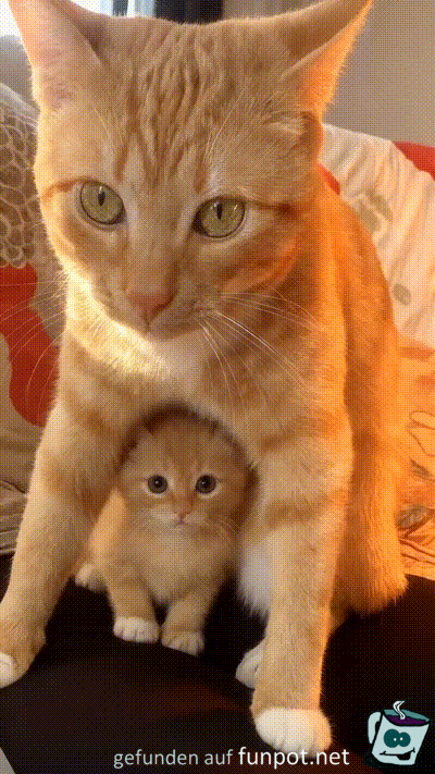 Ist das ein niedliches K�tzchen