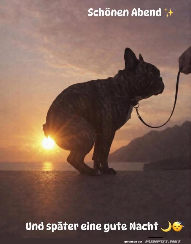 Franz�sische Bulldogge begr��t die Sonne