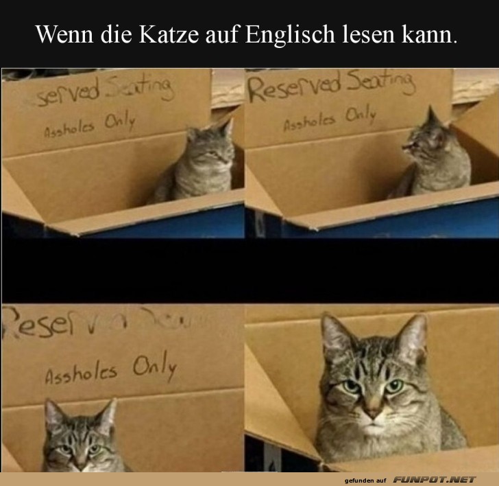 Die literarische Kuschelkatze