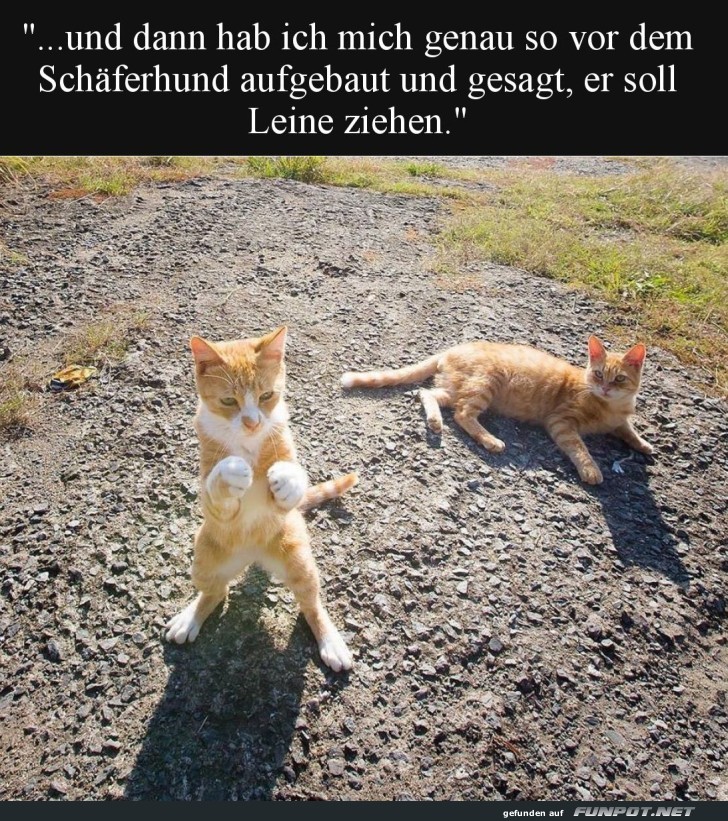 Katzentheater im Sonnenschein