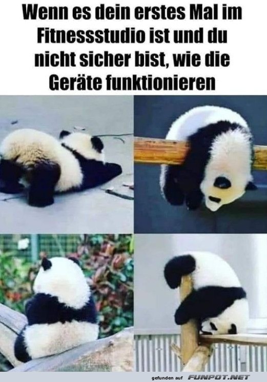 Panda Fitnessstudio Abenteuer
