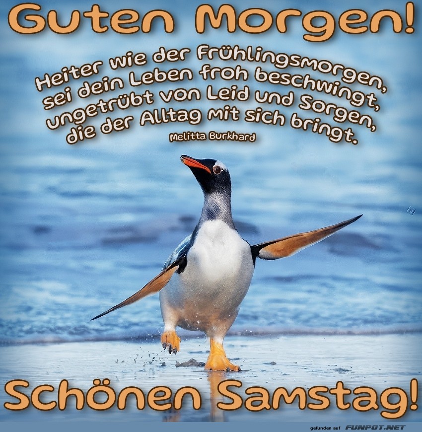Pinguin auf Morgentour