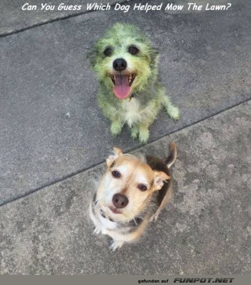 Gr�nes Fell und freche Grinser