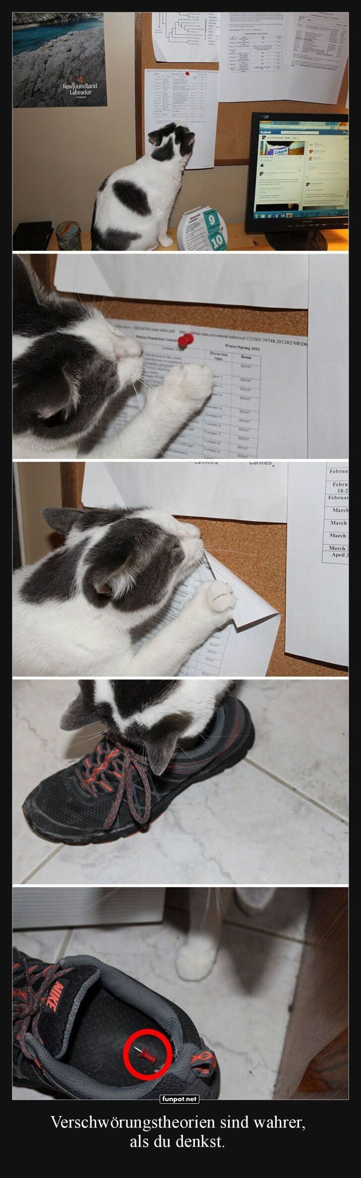 Katze deckt geheime Schuhverschwörung auf!