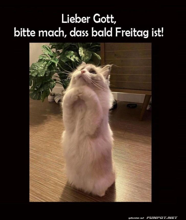 Katze mit Wochenend-Wunsch