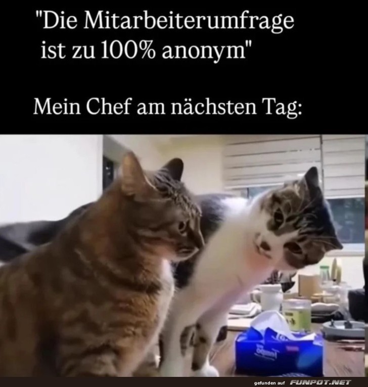 Wenn der Chef doch ein Katzenfan ist