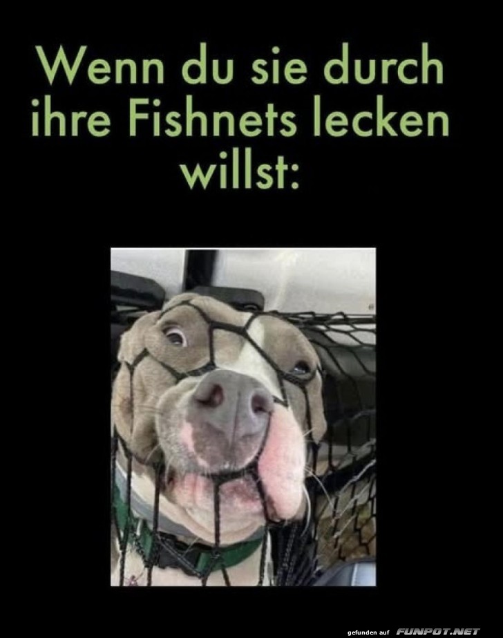 Netz-Mode: Wenn der Hund den Trend setzt