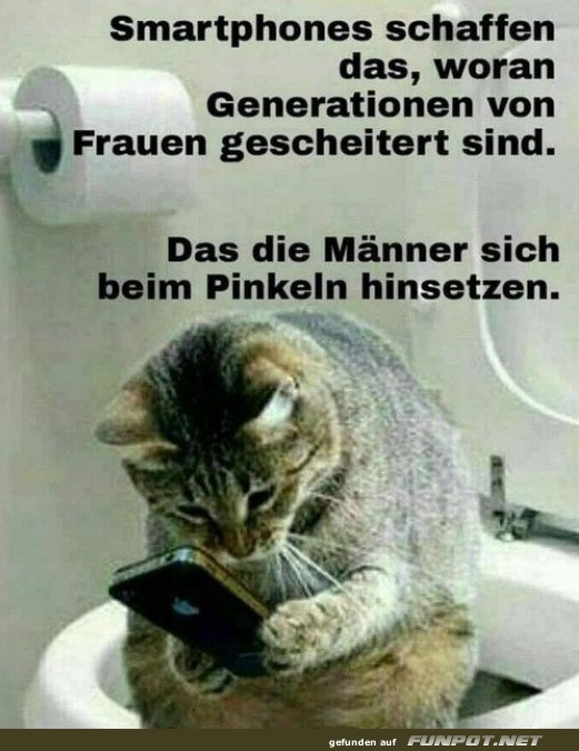 Katzen und das Geheimnis der Technologie
