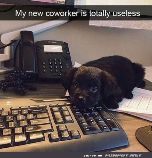 Erster Tag im Büro: Null Produktivität, viel Flausch