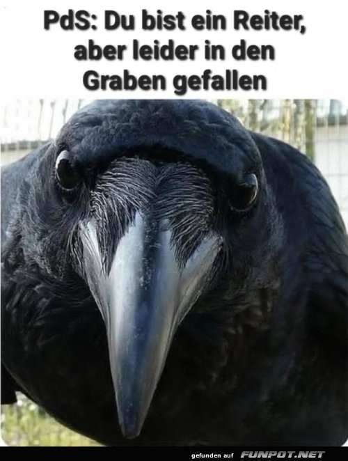 Unfreiwilliger Grabenritt