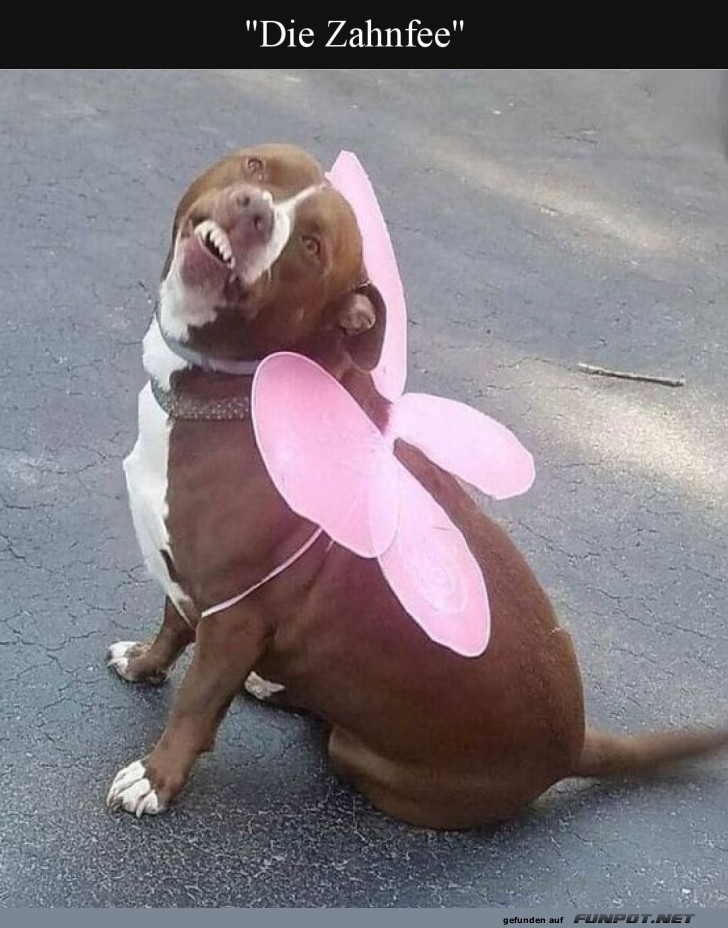 Wenn die Zahnfee zum Hund wird!