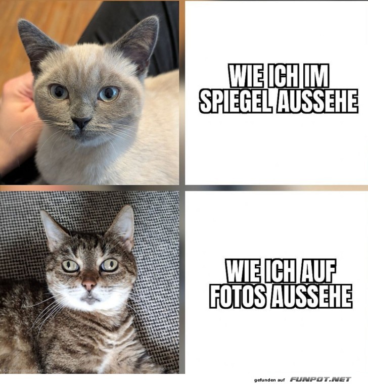 Spiegel vs. Kamera-Duell der Katzen