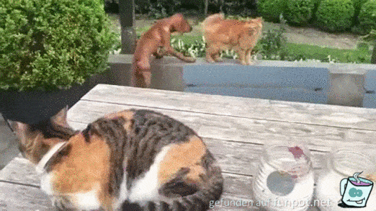 Katze r�cht sich f�r Hund