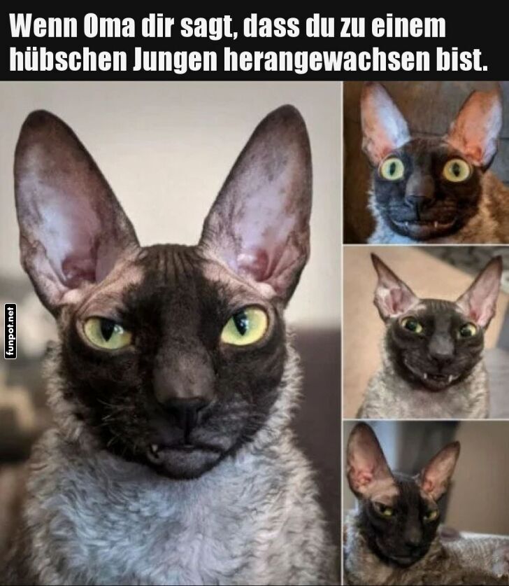 Katzenblick: Pl�tzlich erwachsen!