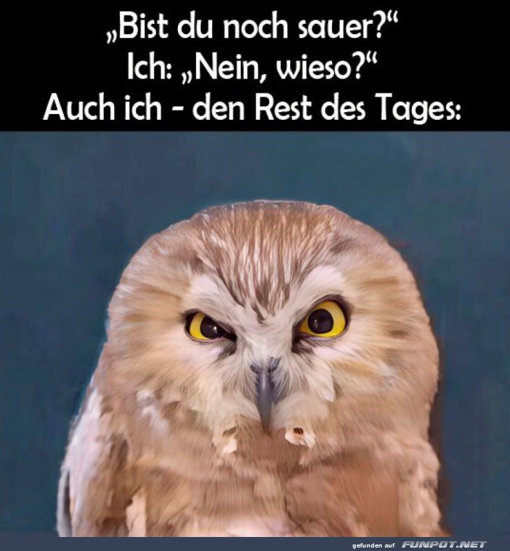 Sinnbildlich genervt wie eine Eule