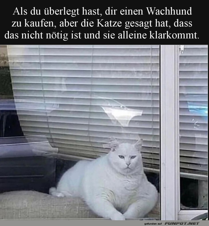 Sicherheits-Chef Miezi im Einsatz