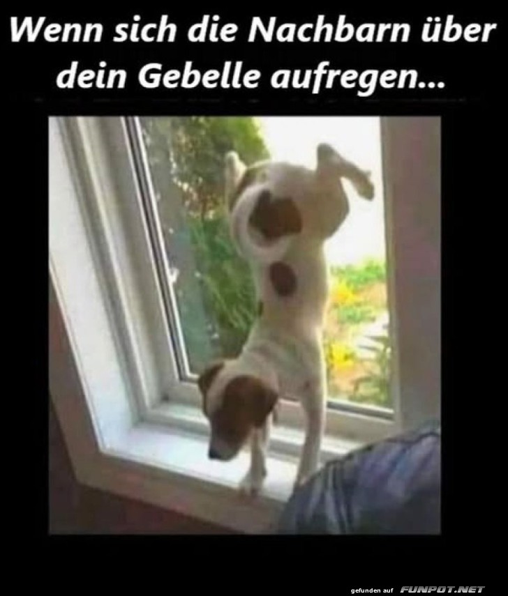 Fluchtversuch eines unerw�nschten Bellos