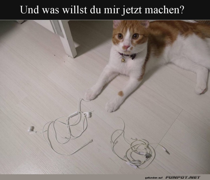 Kabelsalat � la Katze: Unwiderstehliche Kunst!