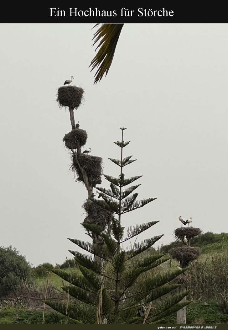 Luxus-Hochhaus f�r St�rche er�ffnet!