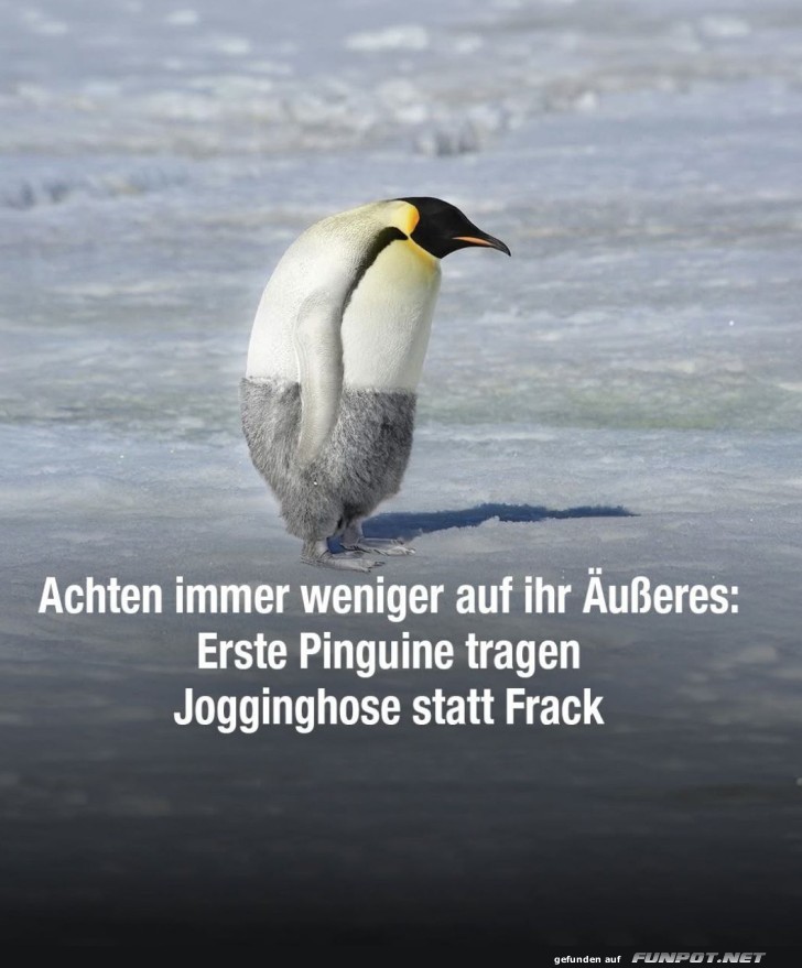 Pinguin-Mode: Jogginghose statt Frack!