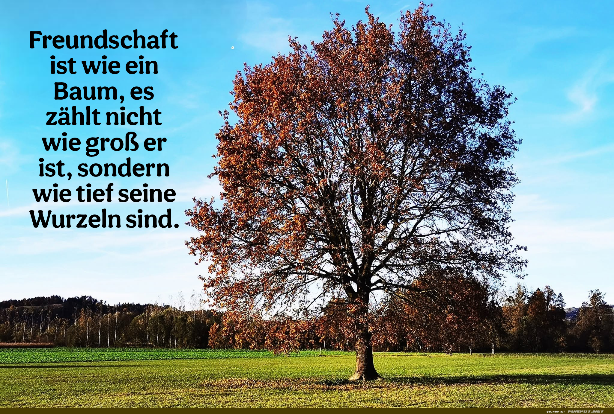 freundschaft ist wie ein baum