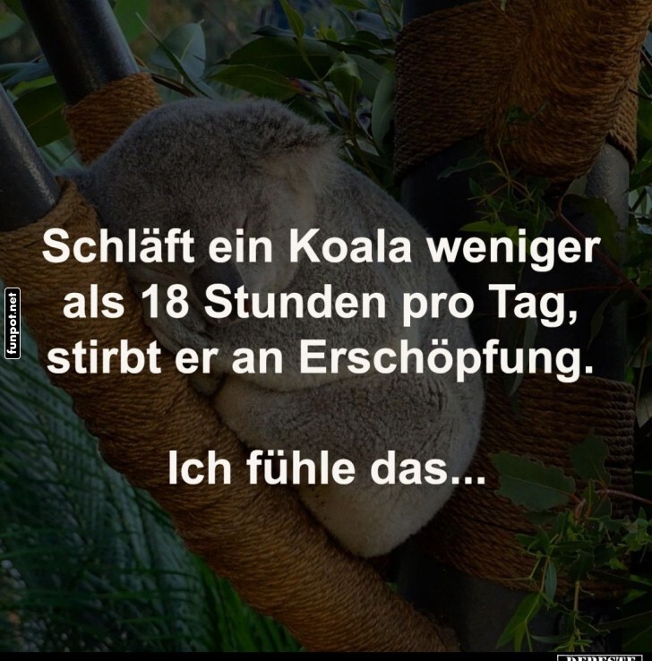 Der Koala-Schlaf-Olymp