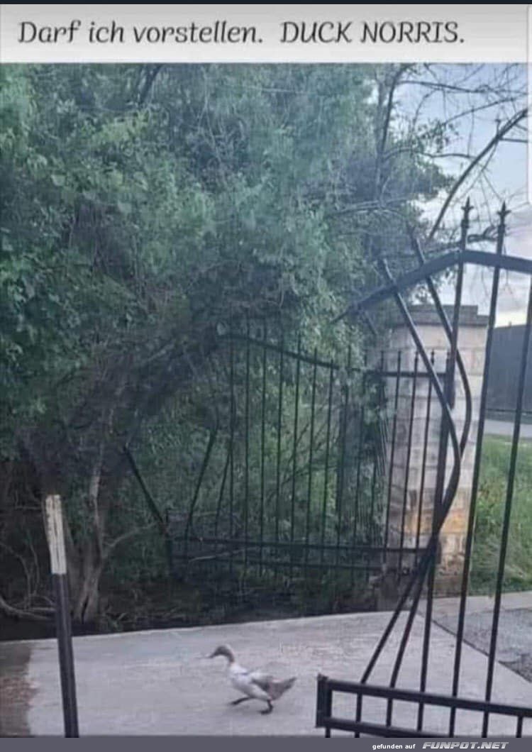 Treffen Sie Duck Norris!