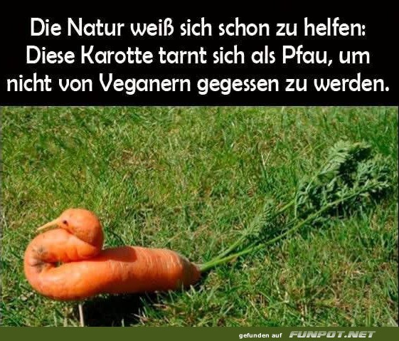 Pfau-Karotte: Natur mit Humor!
