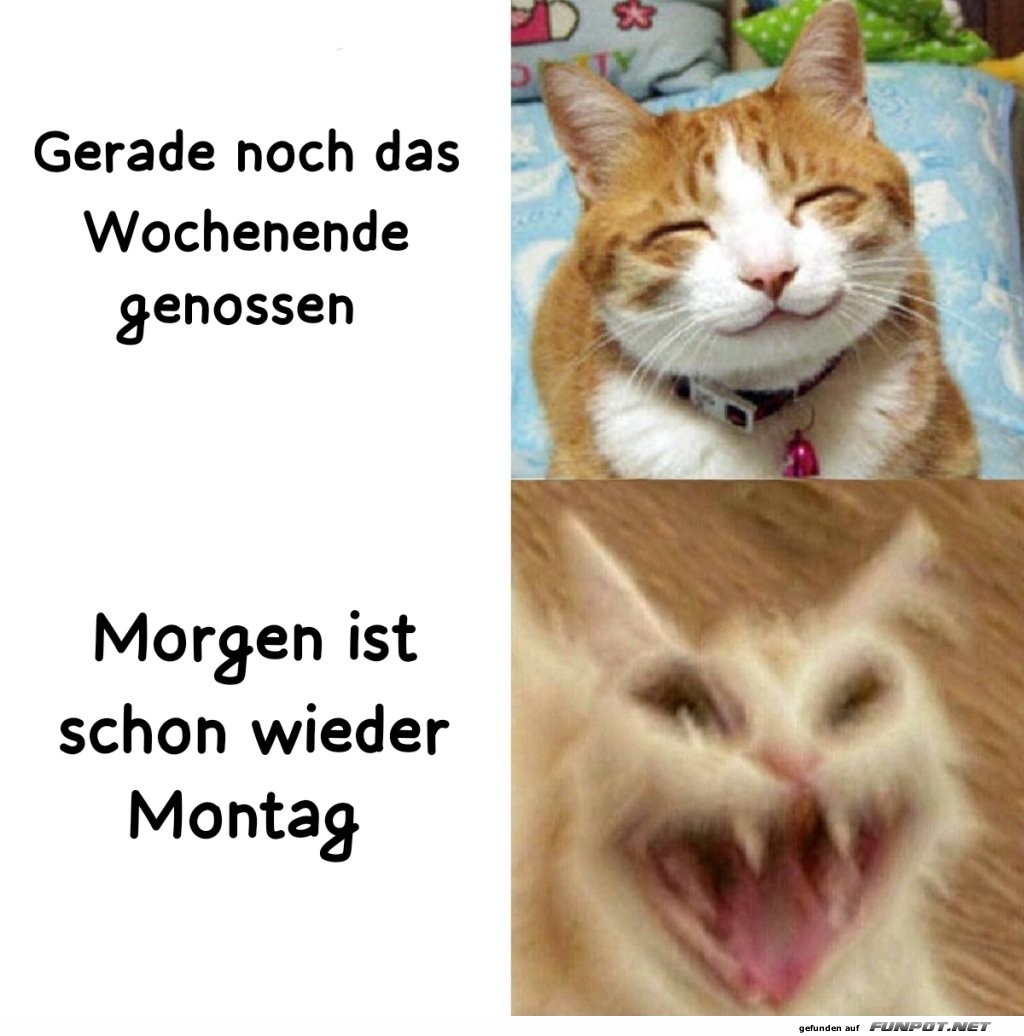 Wenn der Montag ins Gesicht schreit