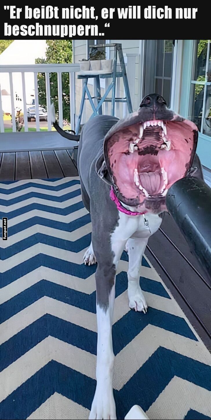 Wenn der Hund zum Staubsauger wird!